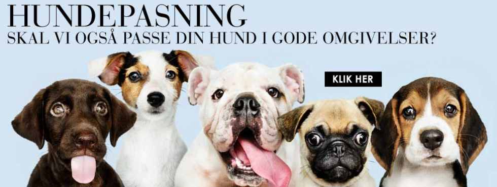 Hundepasning i gode og trygge omgivelser